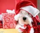 Собака с шляпу Санта Клауса и его дар